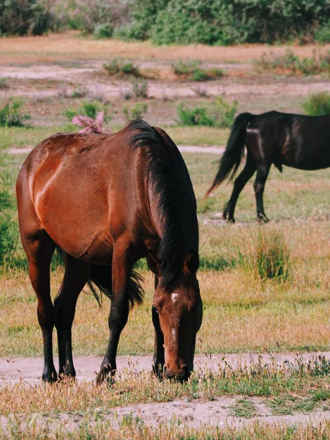 Casa De Vacanta Rodica Sulina Kültér fotó
